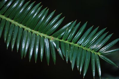 Torreya californica- toreja kalifornská - větévka líc